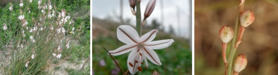 Biodiversidad