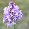 Orquídea piramidal